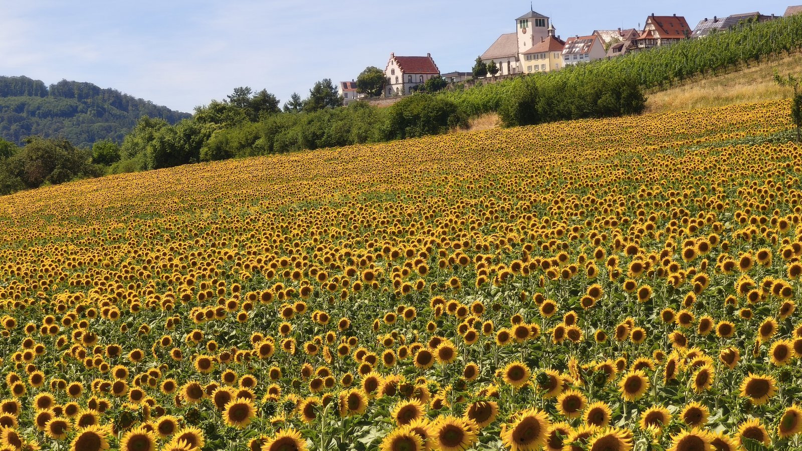 Bei Hohenhaslach leuchtet von Weitem ein Meer aus Sonnenblumen, schreibt Clara Spielmann zu ihrem Foto. Bei Hohenhaslach leuchtet von Weitem ein Meer aus Sonnenblumen, schreibt Clara Spielmann zu ihrem Foto.