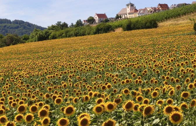 Bei Hohenhaslach leuchtet von Weitem ein Meer aus Sonnenblumen, schreibt Clara Spielmann zu ihrem Foto.