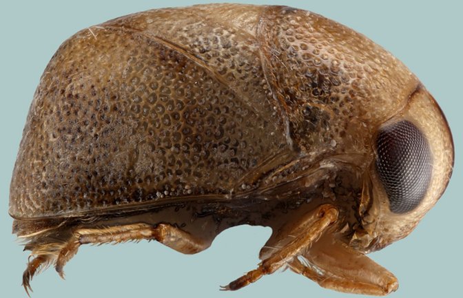 Die bislang übersehene und unbekannte Wasserwanzennart Plea cryptica.<span class='image-autor'>Foto: SNSB/Zoologische Staatssammlung München</span>