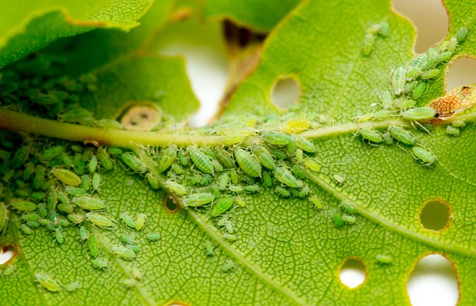 Foto: Vera Larina/Shutterstock