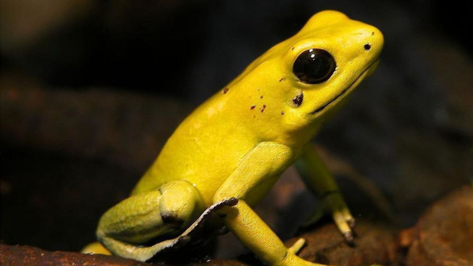 Pfeilgiftfrosch (Dendrobatidae): Die knallbunten blauen, roten, orangefarbenen, gelben und grünen Frösche gelten als die giftigsten der Welt. Sie kommen in den Urwäldern Süd- und Mittelamerikas vor, wobei von 130 Unterarten nur drei Arten tödlich sind. Die indianischen Ureinwohner haben früher ihre Pfeile mit dem Hautsekret der Tiere bestrichen.Foto: Wikipedia commons/Wilfried Berns/CC BY-SA 2.0 de