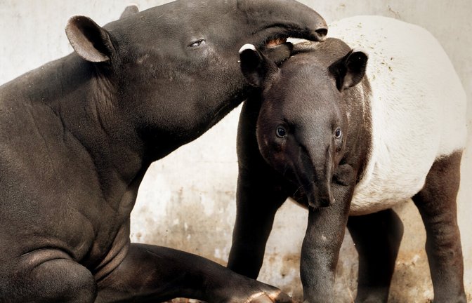 Schabrackentapir Melati in der Wilhelma mit Mutter Maya.So sieht Schabrackentapir Melati in der Wilhelma aktuell aus. Im Bild mit Mutter Maya.<span class='image-autor'>Foto: Wilhelma/Birger Meierjohann</span>