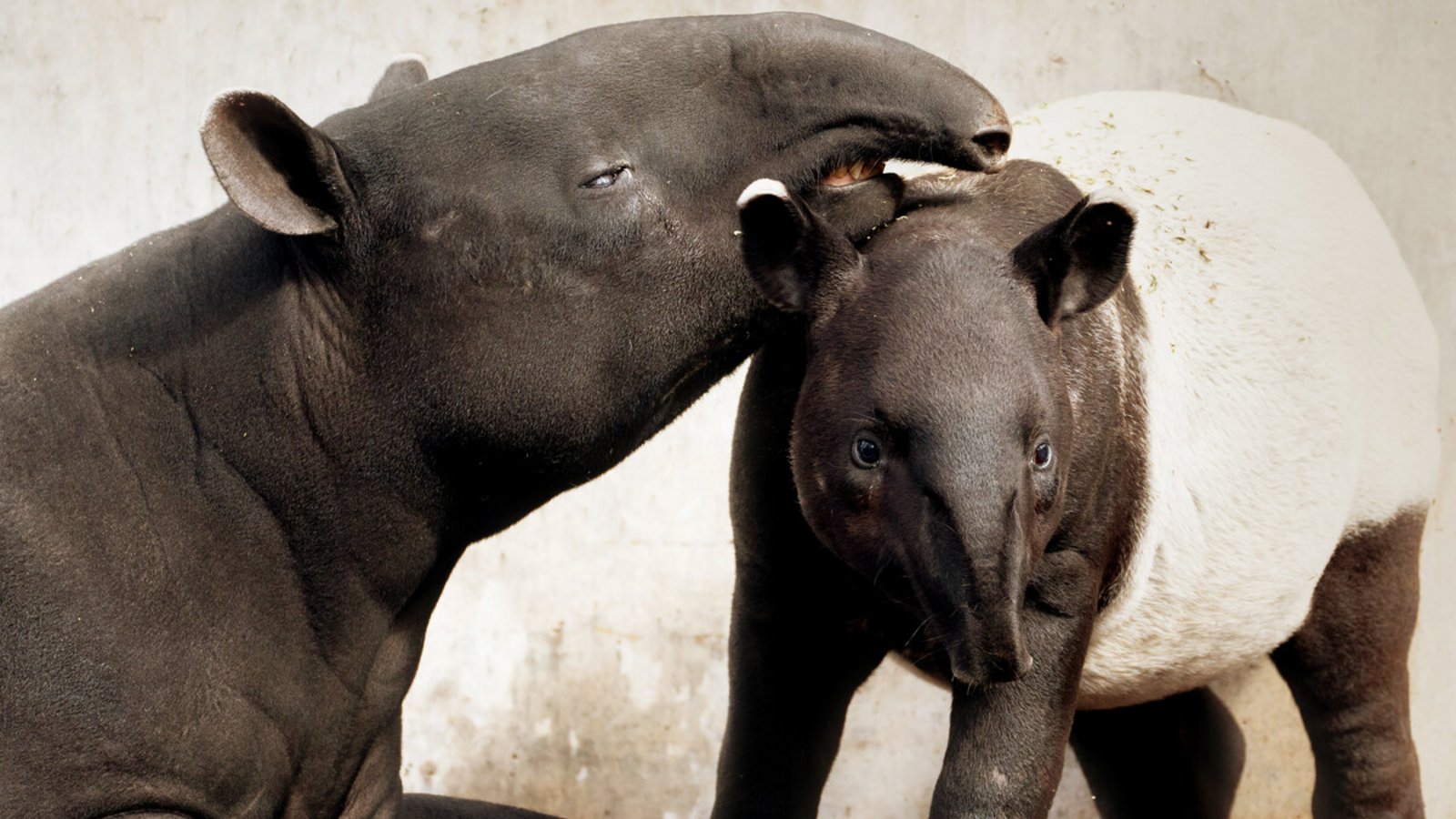 Schabrackentapir Melati in der Wilhelma mit Mutter Maya.So sieht Schabrackentapir Melati in der Wilhelma aktuell aus. Im Bild mit Mutter Maya.Foto: Wilhelma/Birger Meierjohann Schabrackentapir Melati in der Wilhelma mit Mutter Maya.So sieht Schabrackentapir Melati in der Wilhelma aktuell aus. Im Bild mit Mutter Maya.Foto: Wilhelma/Birger Meierjohann