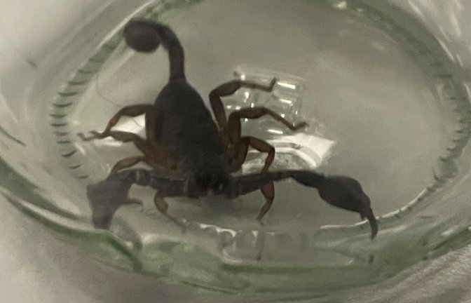 Beim Einkaufen brachte eine Frau versehentlich einen Skorpion mit nach Hause.<span class='image-autor'>Foto: Polizeipräsidium Mannheim/privat</span>