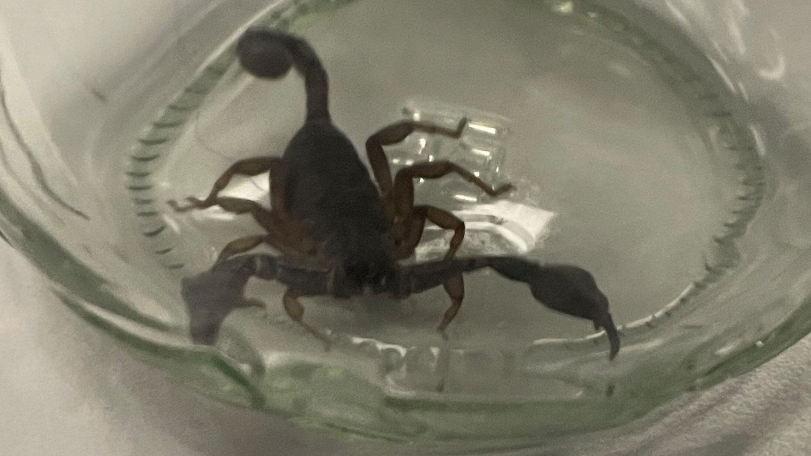 Beim Einkaufen brachte eine Frau versehentlich einen Skorpion mit nach Hause.Foto: Polizeipräsidium Mannheim/privat Beim Einkaufen brachte eine Frau versehentlich einen Skorpion mit nach Hause.Foto: Polizeipräsidium Mannheim/privat