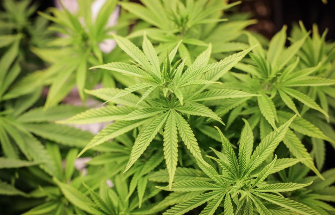 Vor der Teil-Legalisierung von Cannabis hatte die Bundesärztekammer gewarnt.<span class='image-autor'>Foto: Christian Charisius/dpa</span>