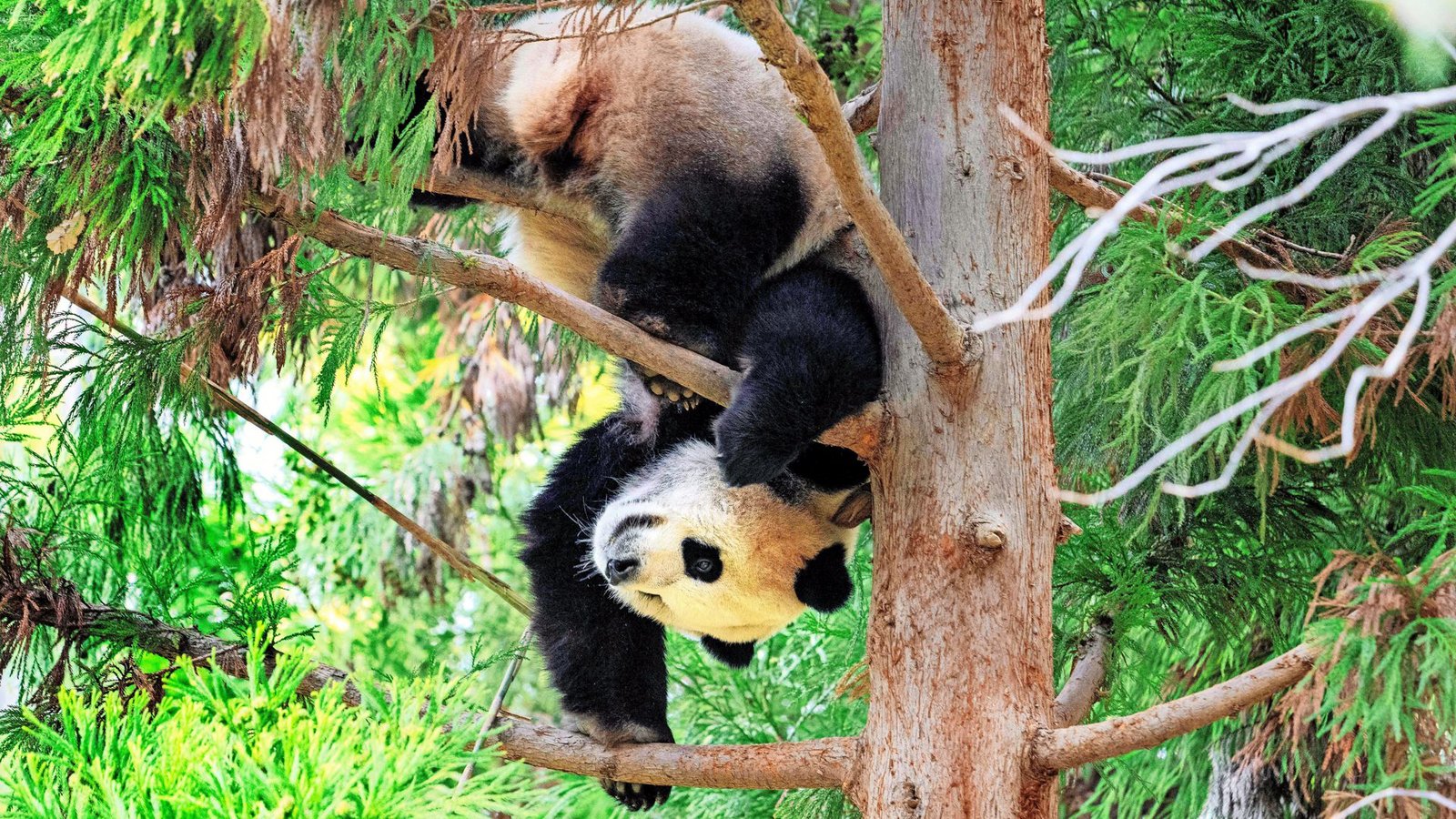 Die Washingtoner Pandas sind in ihre Heimat zurückgebracht worden.Foto: AFP/Jim Watson Die Washingtoner Pandas sind in ihre Heimat zurückgebracht worden.Foto: AFP/Jim Watson