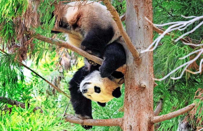 Die Washingtoner Pandas sind in ihre Heimat zurückgebracht worden.<span class='image-autor'>Foto: AFP/Jim  Watson</span>