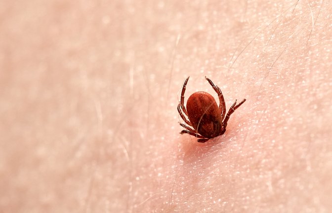 Mit dem Frühling werden auch Zecken aktiver. Was bei einem Zeckenbiss zu beachten ist, erfahren Sie hier.<span class='image-autor'>Foto: Evgeniyqw / Shutterstock.com</span>