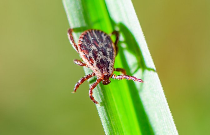 Je nach Areal sind 5 bis 50 Prozent der Zecken in Deutschland mit Borreliose infiziert.<span class='image-autor'>Foto: Patrick Pleul/dpa</span>