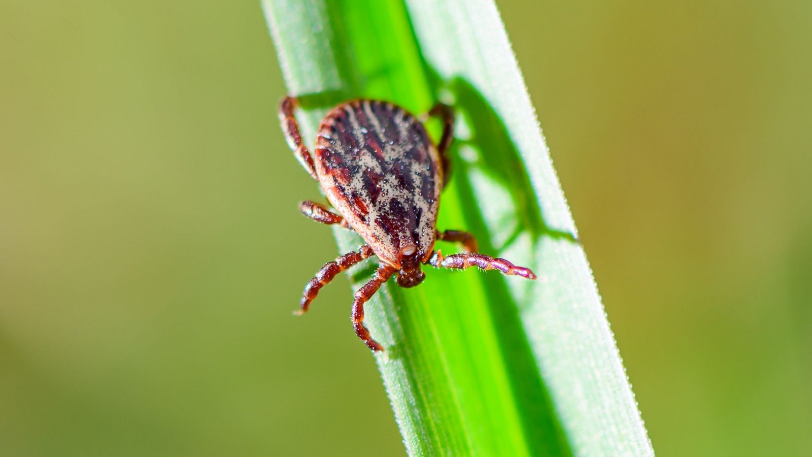 Je nach Areal sind 5 bis 50 Prozent der Zecken in Deutschland mit Borreliose infiziert.Foto: Patrick Pleul/dpa
