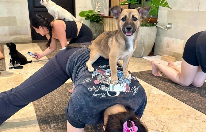Beim Puppy Yoga springen die Welpen gerne auf den Rücken der Teilnehmer.<span class='image-autor'>Foto: Carola Frentzen/dpa</span>