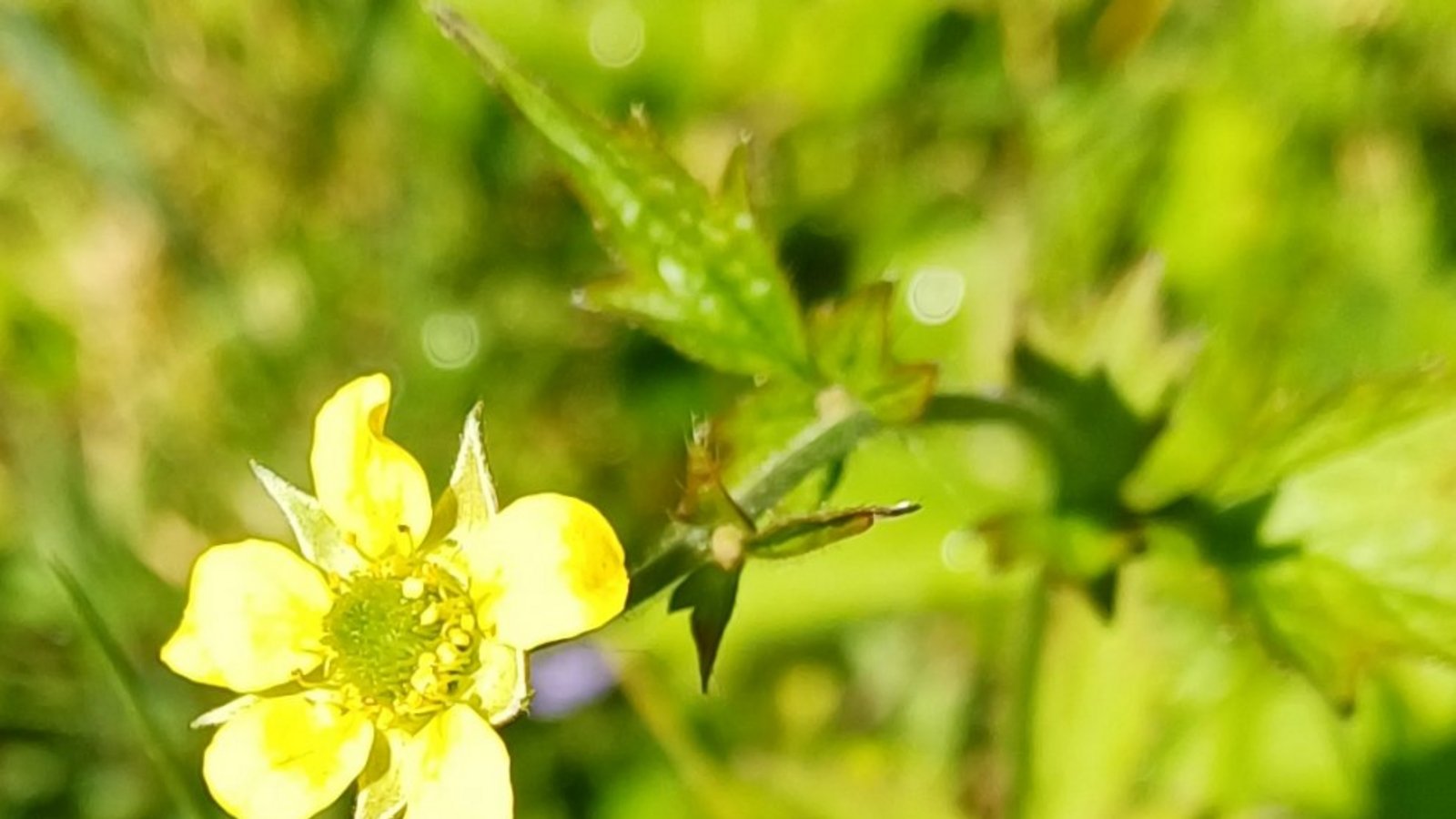Die Echte Nelkenwurz, ein Rosengewächs. sr Die Echte Nelkenwurz, ein Rosengewächs. sr