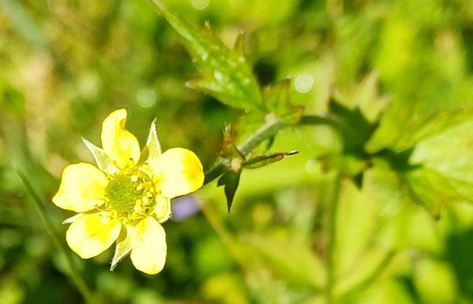 Die Echte Nelkenwurz, ein Rosengewächs. sr