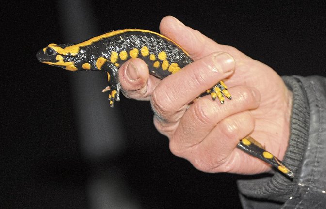 Im Strudelbachtal zwischen Eberdingen und Weissach gibt es ein sehr bedeutsames Vorkommen des Feuersalamanders. Engagierte registrieren die Tiere und retten sie von der Straße.