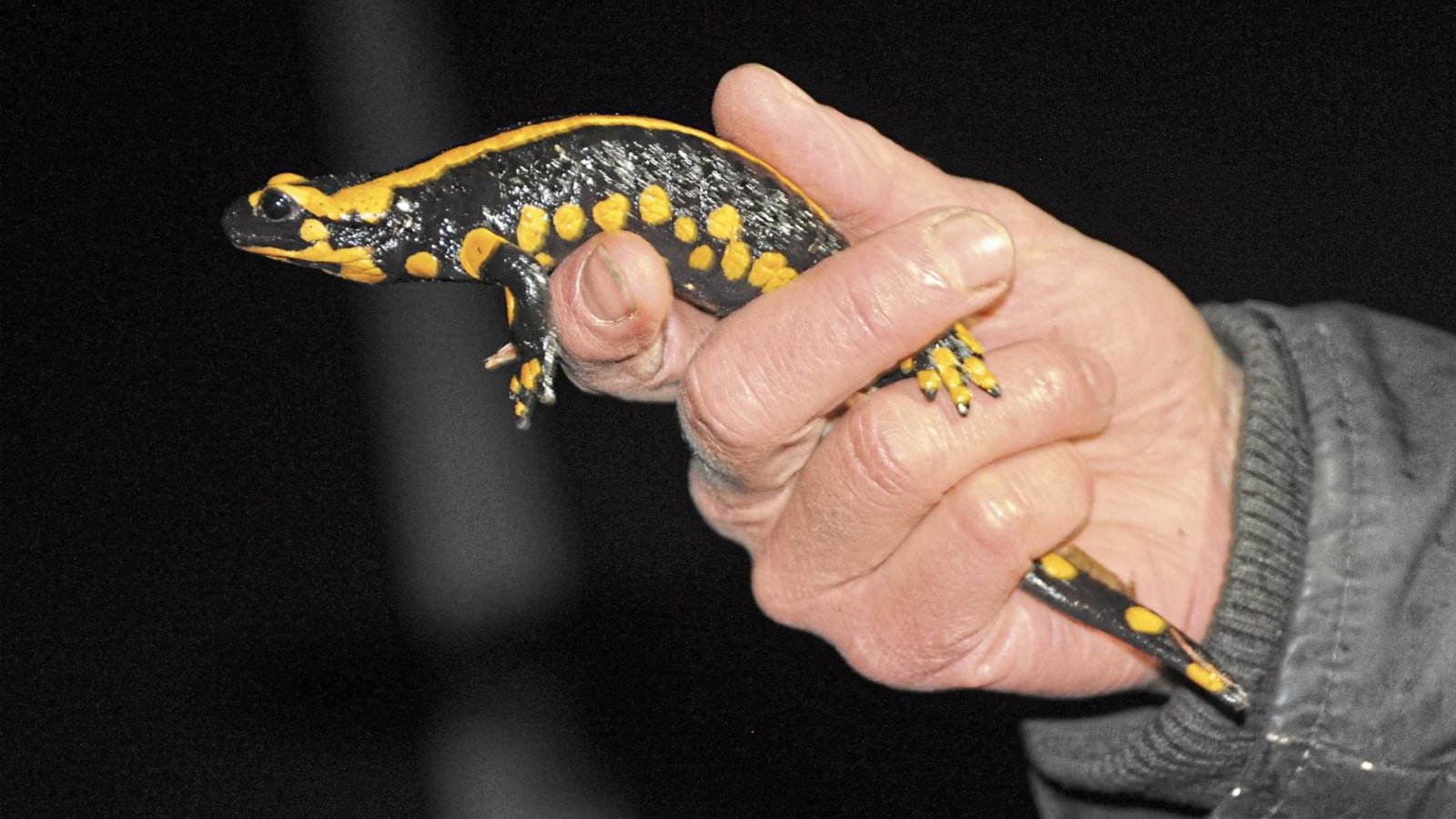 Im Strudelbachtal zwischen Eberdingen und Weissach gibt es ein sehr bedeutsames Vorkommen des Feuersalamanders. Engagierte registrieren die Tiere und retten sie von der Straße. Im Strudelbachtal zwischen Eberdingen und Weissach gibt es ein sehr bedeutsames Vorkommen des Feuersalamanders. Engagierte registrieren die Tiere und retten sie von der Straße.