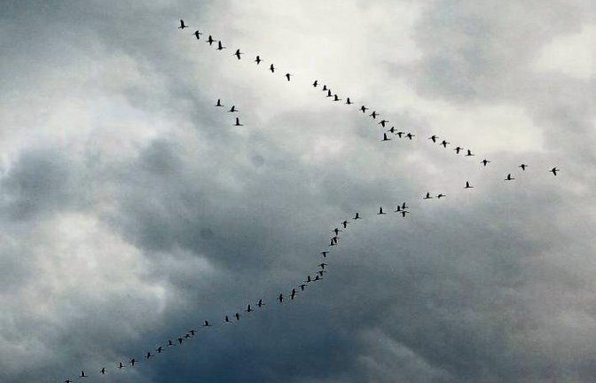 In V-Formation gen Südenwesten ziehende Kraniche haben am Mittwoch gleich mehrere Menschen entzückt. Rudi Thalhäuser hat die Vögel, die ihren wissenschaftlichen Namen Grus grus rufen, in Gündelbach fotografiert.