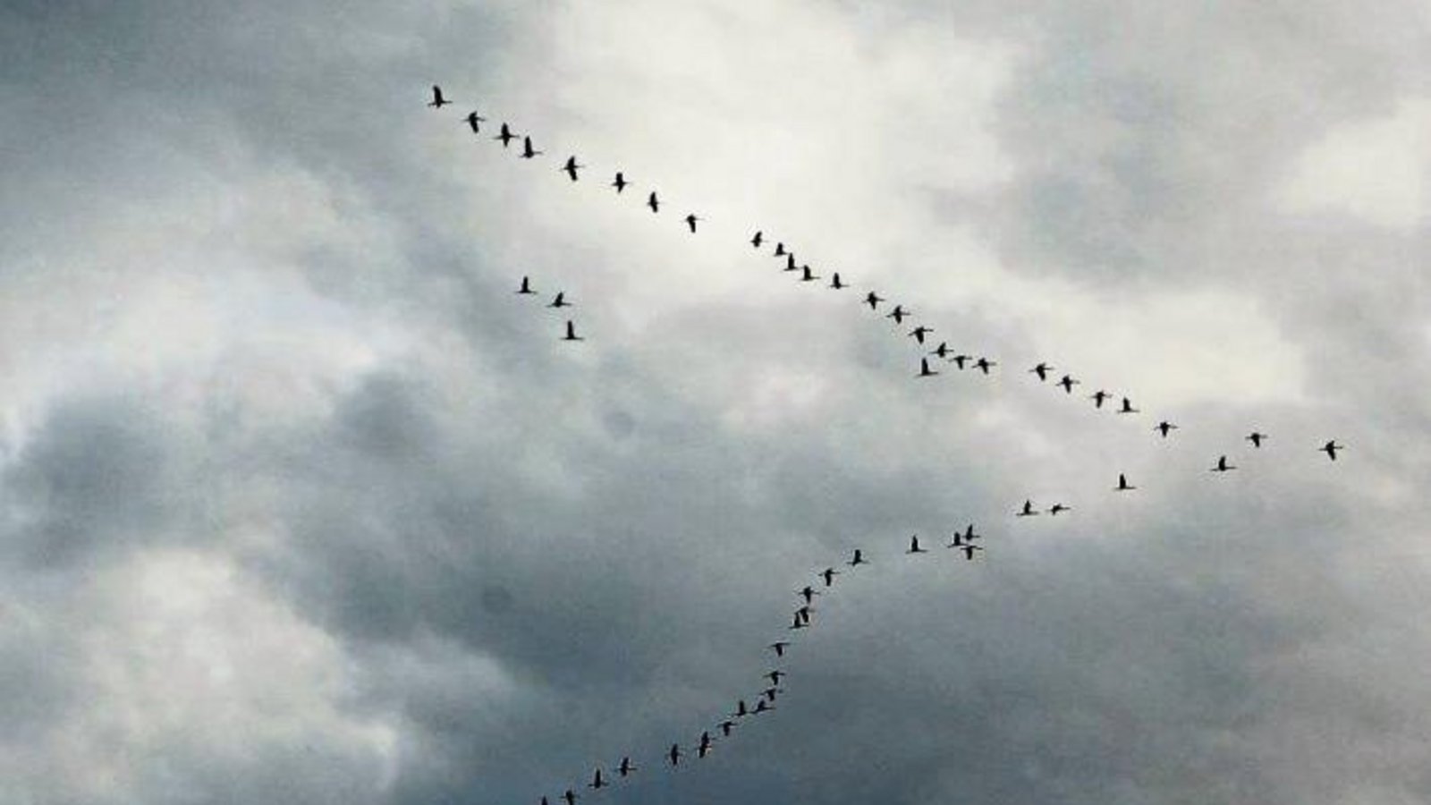In V-Formation gen Südenwesten ziehende Kraniche haben am Mittwoch gleich mehrere Menschen entzückt. Rudi Thalhäuser hat die Vögel, die ihren wissenschaftlichen Namen Grus grus rufen, in Gündelbach fotografiert.