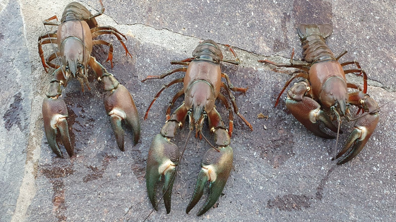 Signalkrebse, hier Exemplare aus der Metter in Sersheim, gelten als invasive, gebietsfremde Art – und als Delikatesse. Foto: p Signalkrebse, hier Exemplare aus der Metter in Sersheim, gelten als invasive, gebietsfremde Art – und als Delikatesse. Foto: p