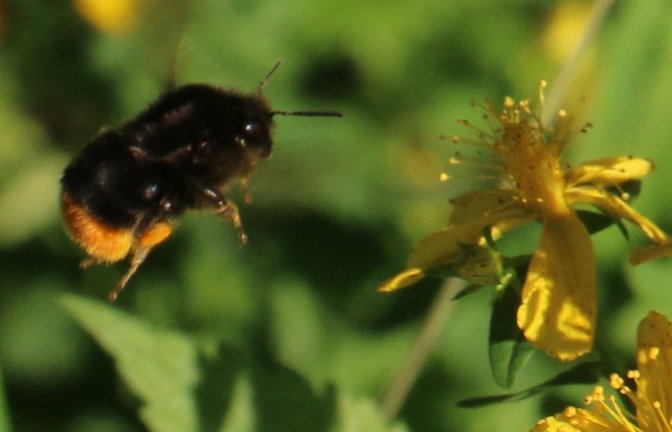 Die Steinhummel im Anflug auf Johanniskraut.  <span class='image-autor'>Fotos: Rücker</span>