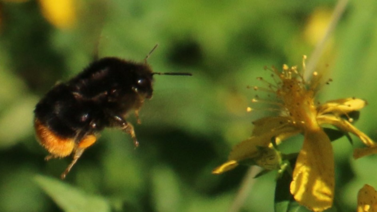 Die Steinhummel im Anflug auf Johanniskraut. Fotos: Rücker Die Steinhummel im Anflug auf Johanniskraut. Fotos: Rücker