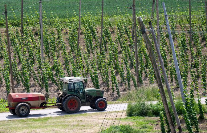 Ein bayerischer Hopfenpflanzer bei der Arbeit (Archiv)<span class='image-autor'>Foto: Sven Hoppe/dpa</span>
