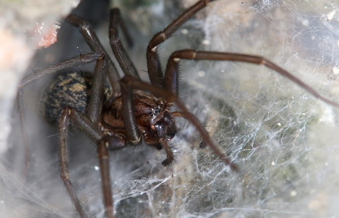 Erfahren Sie, welche Spinnen sich im Haushalt aufhalten und wo sich diese verstecken. Alle Verstecke im Überblick.<span class='image-autor'>Foto: Reiner Conrad / Shutterstock.com</span>