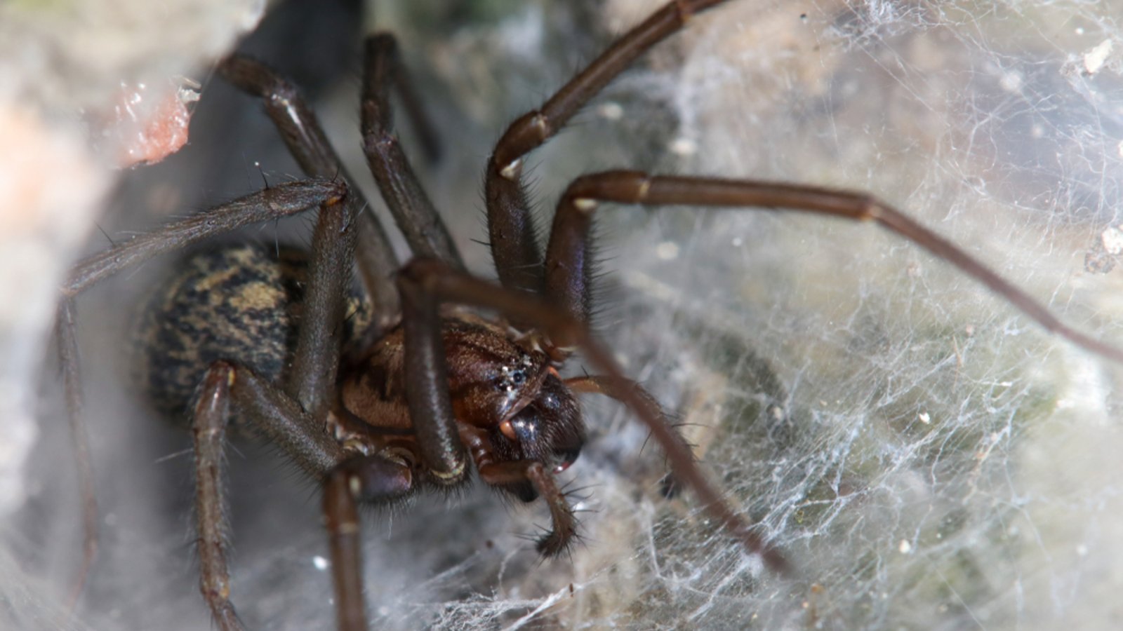 Erfahren Sie, welche Spinnen sich im Haushalt aufhalten und wo sich diese verstecken. Alle Verstecke im Überblick.Foto: Reiner Conrad / Shutterstock.com Erfahren Sie, welche Spinnen sich im Haushalt aufhalten und wo sich diese verstecken. Alle Verstecke im Überblick.Foto: Reiner Conrad / Shutterstock.com