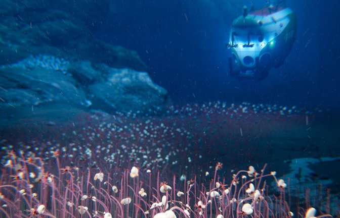 Mit einem speziellen Tauchboot haben Forschende den Grund von zwei Tiefseegräben im Pazifik erkundet – und dort eine überraschend reiche Lebenswelt entdeckt.<span class='image-autor'>Foto: © Institute of Deep-sea Science and Engineering, CAS (IDSSE, CAS)</span>