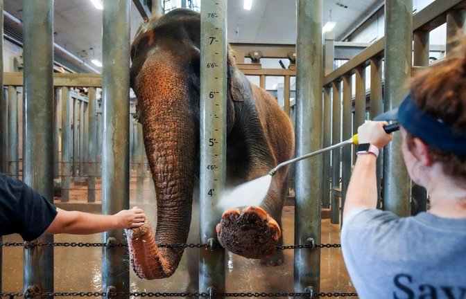 Die Pfleger Kristin Windle (l) und Caiti Amox geben Elefant "Methai" eine kühle Dusche. Auch eisige Leckereien sollen die hohen Temperaturen für die Dickhäuter im Zoo von Houston etwas erträglicher machen.<span class='image-autor'>Foto: Brett Coomer/Houston Chronicle/dpa</span>