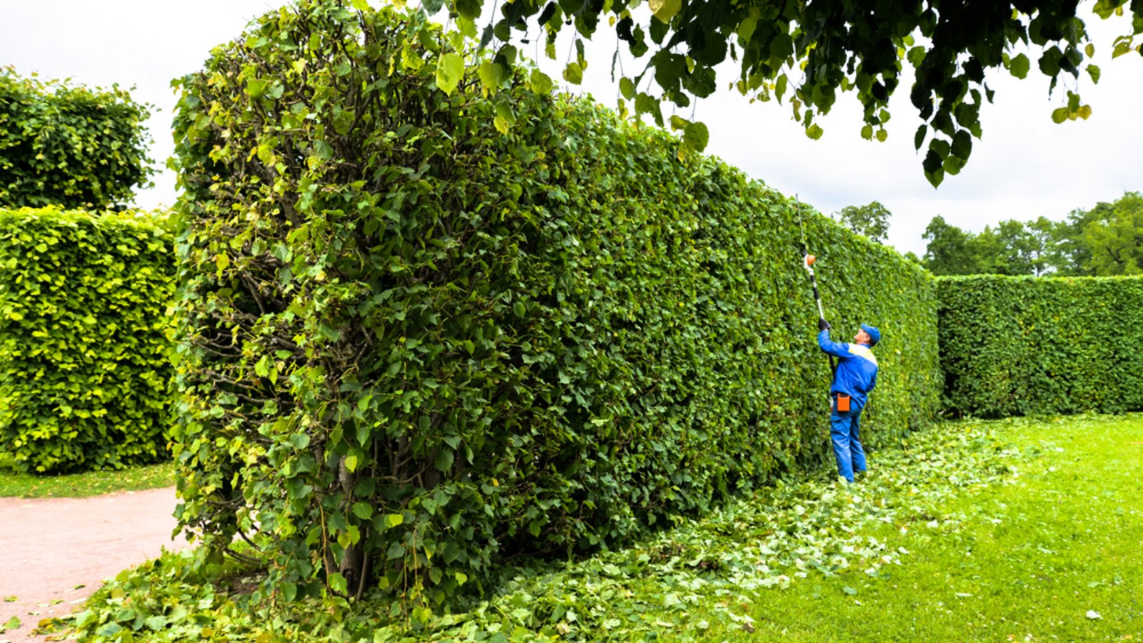 Im Mai dürfen Sie die Hecken nur bedingt schneiden.Foto: IrinaKorsakova / shutterstock.com Im Mai dürfen Sie die Hecken nur bedingt schneiden.Foto: IrinaKorsakova / shutterstock.com