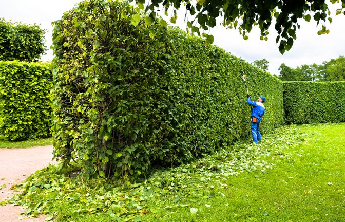 Im Mai dürfen Sie die Hecken nur bedingt schneiden.<span class='image-autor'>Foto: IrinaKorsakova / shutterstock.com</span>