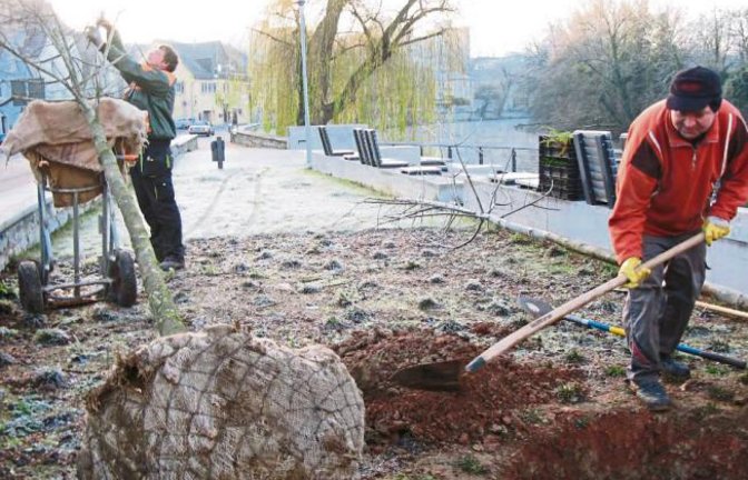 Ein Bäumchen kommt, ein anderes Bäumchen geht. Am Vaihinger Enzufer ersetzten gestern Arbeiter im Auftrag der Stadt eine Amerikanische Esche, deren Spitze beschädigt war. Tot ist der ausgegrabene Baum aber nicht, wie die Gartenbauexperten feststellten. Er kommt daher bald an anderer Stelle wieder in die Erde. Frei nach Schlagersängerin Alexandra: Mein Freund der Baum – er lebt. Foto: Banholzer