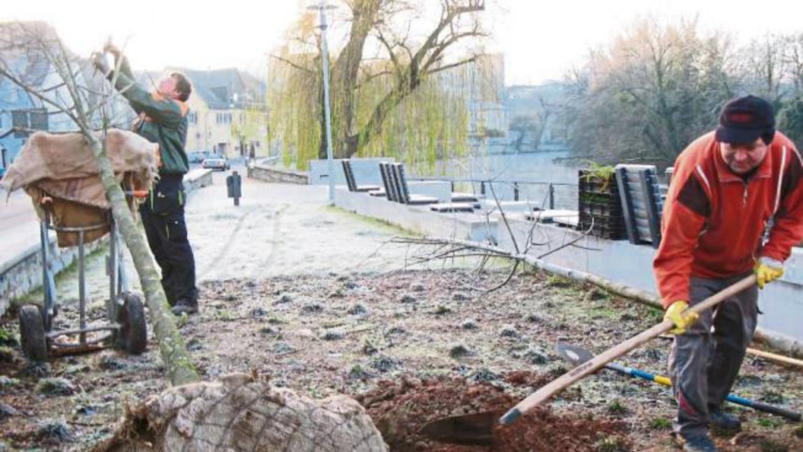 Ein Bäumchen kommt, ein anderes Bäumchen geht. Am Vaihinger Enzufer ersetzten gestern Arbeiter im Auftrag der Stadt eine Amerikanische Esche, deren Spitze beschädigt war. Tot ist der ausgegrabene Baum aber nicht, wie die Gartenbauexperten feststellten. Er kommt daher bald an anderer Stelle wieder in die Erde. Frei nach Schlagersängerin Alexandra: Mein Freund der Baum – er lebt. Foto: Banholzer Ein Bäumchen kommt, ein anderes Bäumchen geht. Am Vaihinger Enzufer ersetzten gestern Arbeiter im Auftrag der Stadt eine Amerikanische Esche, deren Spitze beschädigt war. Tot ist der ausgegrabene Baum aber nicht, wie die Gartenbauexperten feststellten. Er kommt daher bald an anderer Stelle wieder in die Erde. Frei nach Schlagersängerin Alexandra: Mein Freund der Baum – er lebt. Foto: Banholzer