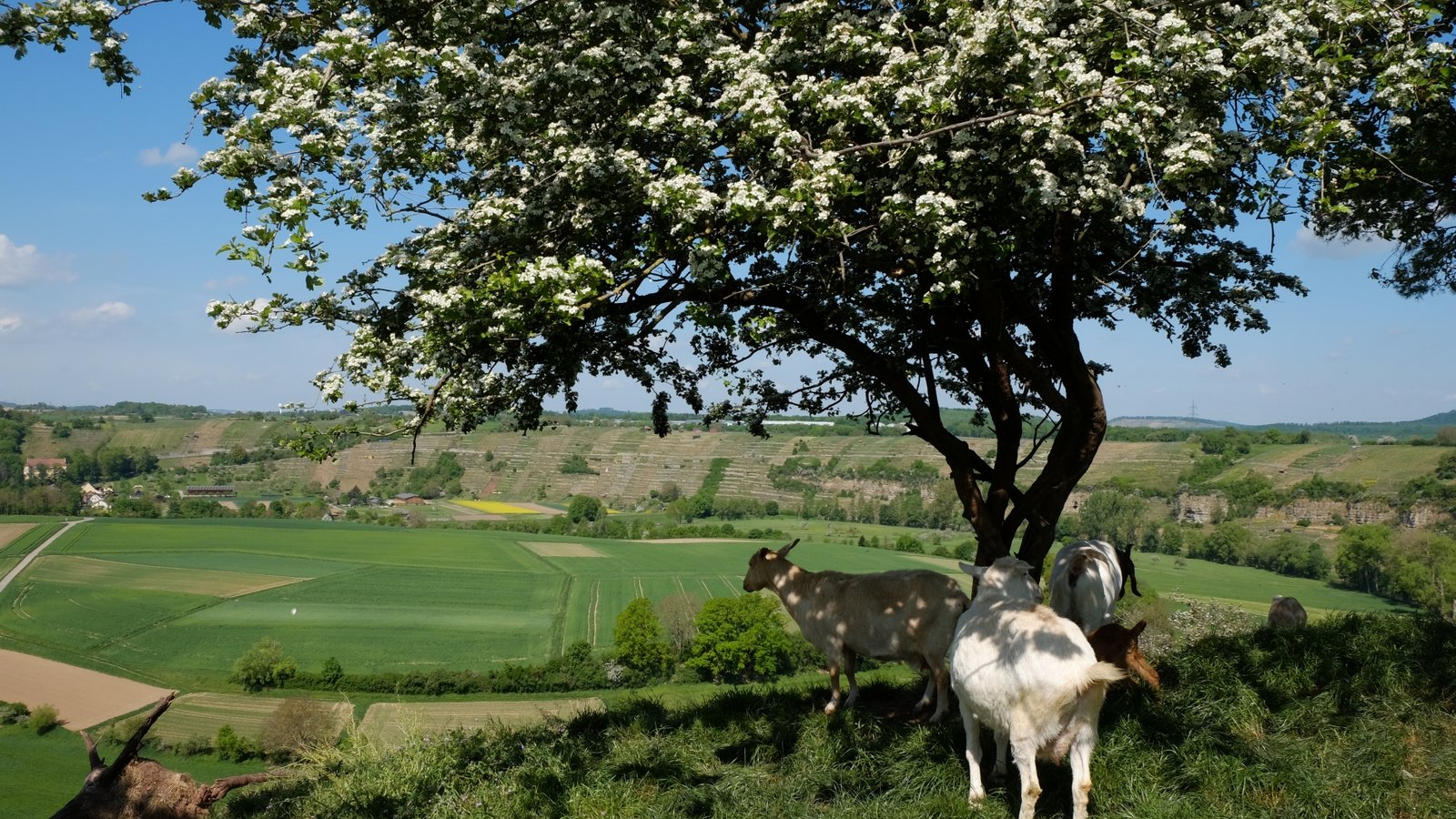Vom Roten Rain aus hat man einen traumhaften Blick auf die Enzschlinge bei Mühlhausen. Und hier fühlt sich auch eine Ziegenherde wohl. Sie hält die Magerrasen offen und damit gleichzeitig die Aussicht frei. Foto: RPS/Maren Leuker Vom Roten Rain aus hat man einen traumhaften Blick auf die Enzschlinge bei Mühlhausen. Und hier fühlt sich auch eine Ziegenherde wohl. Sie hält die Magerrasen offen und damit gleichzeitig die Aussicht frei. Foto: RPS/Maren Leuker