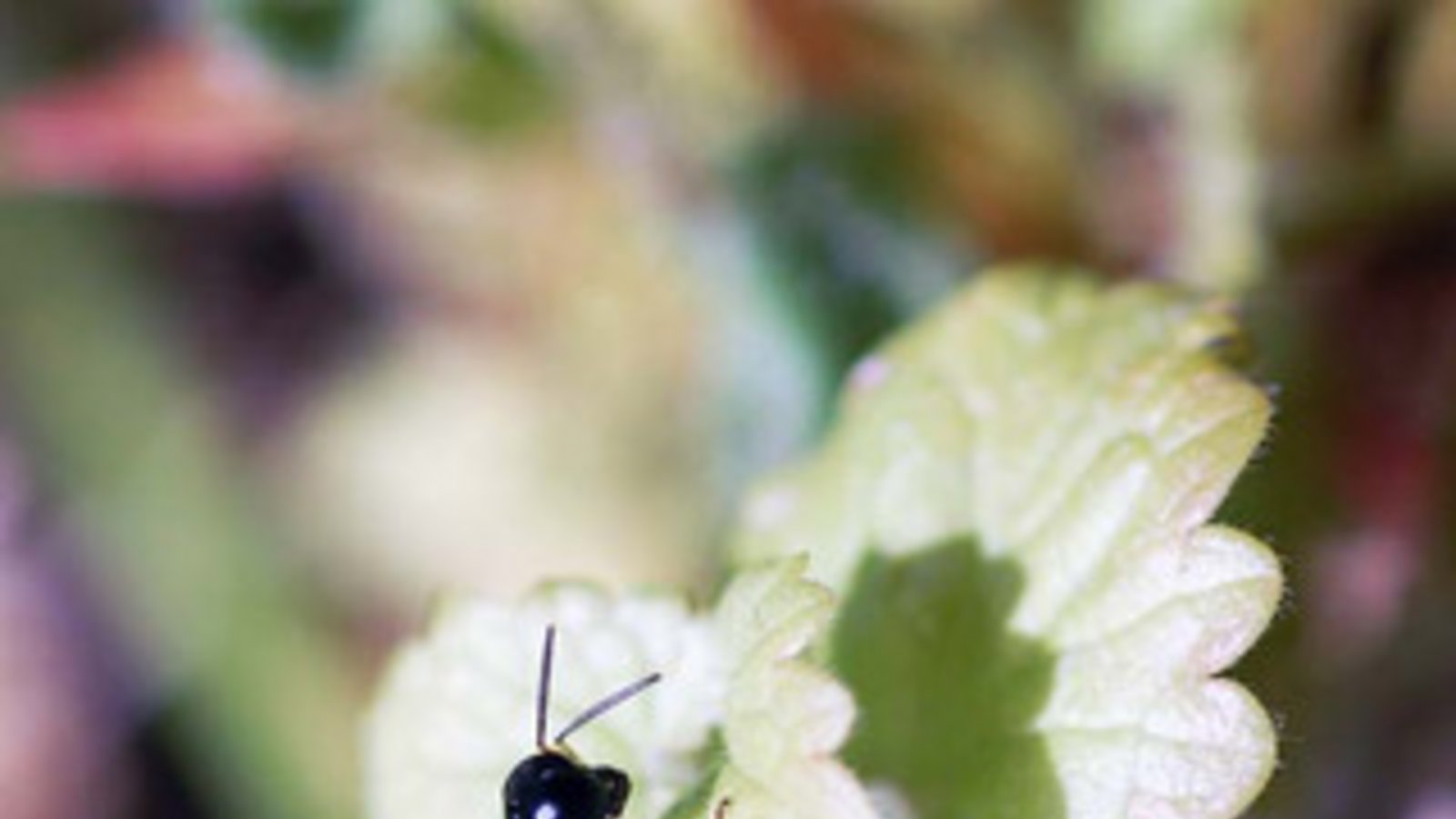 Zweimal die Hochdorfer Grabwespen und die Wegwespe mit der Spinne. Fotos: Milerski/Simecek
