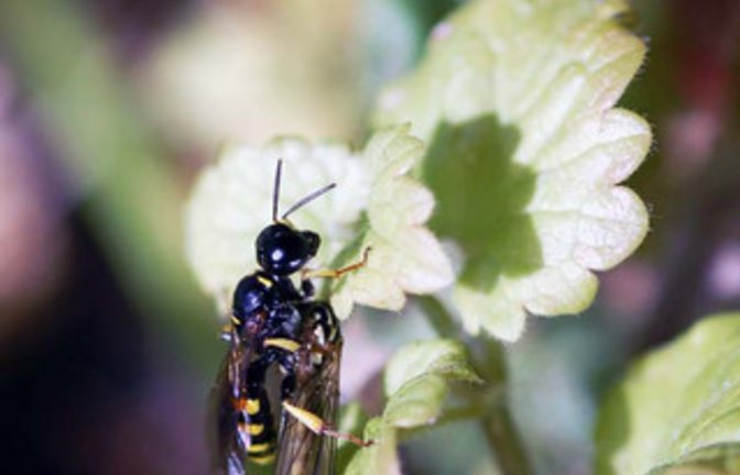 Zweimal die Hochdorfer Grabwespen und die Wegwespe mit der Spinne. Fotos: Milerski/Simecek