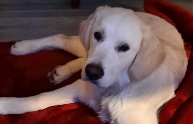 Hunde erfüllen für Menschen verschiedene emotionale Rollen: als Spielgefährte, Begleiter, Kind-Ersatz, Mittel gegen Einsamkeit oder wegen ihrer bedingungslosen Treue.<span class='image-autor'>Privat</span>