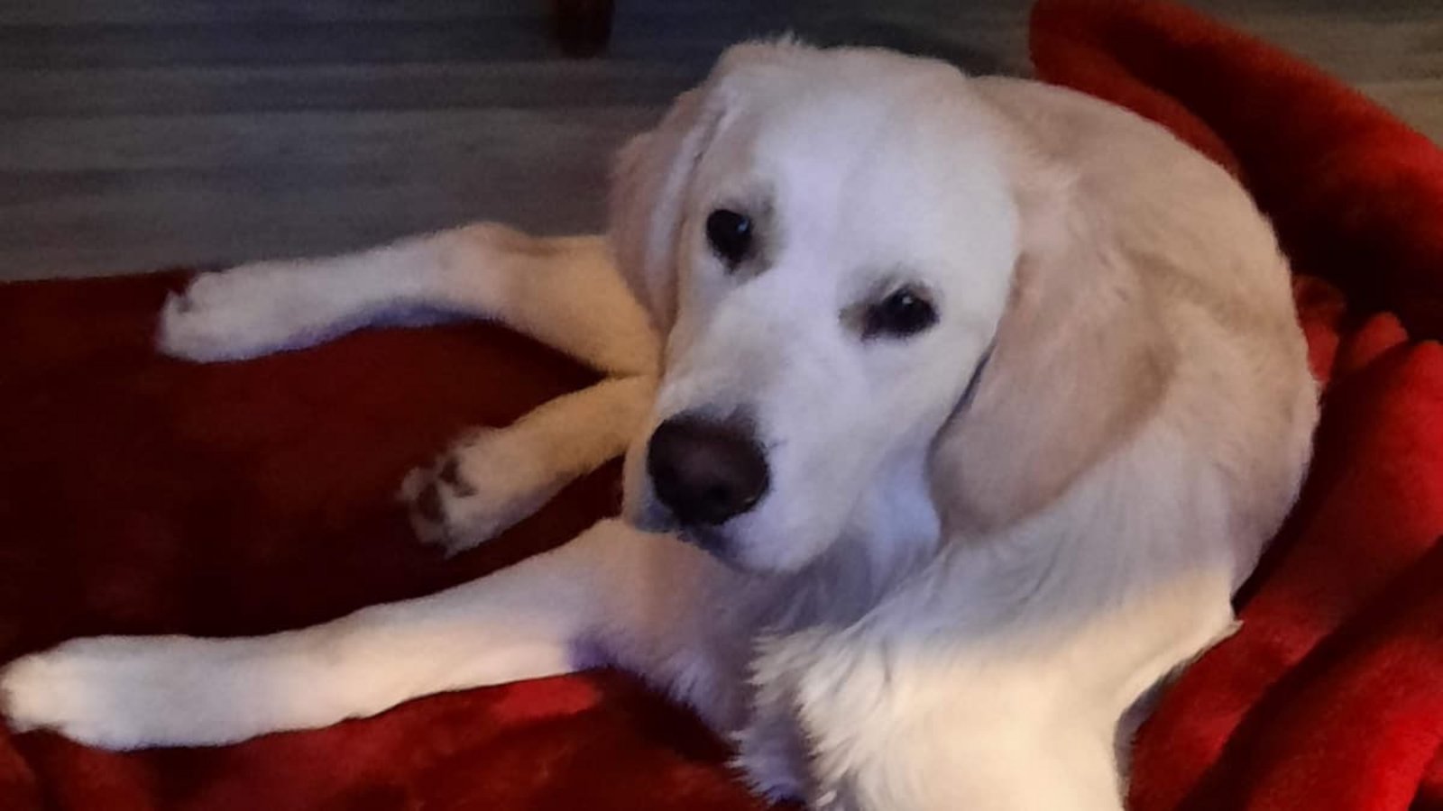 Hunde erfüllen für Menschen verschiedene emotionale Rollen: als Spielgefährte, Begleiter, Kind-Ersatz, Mittel gegen Einsamkeit oder wegen ihrer bedingungslosen Treue.Privat