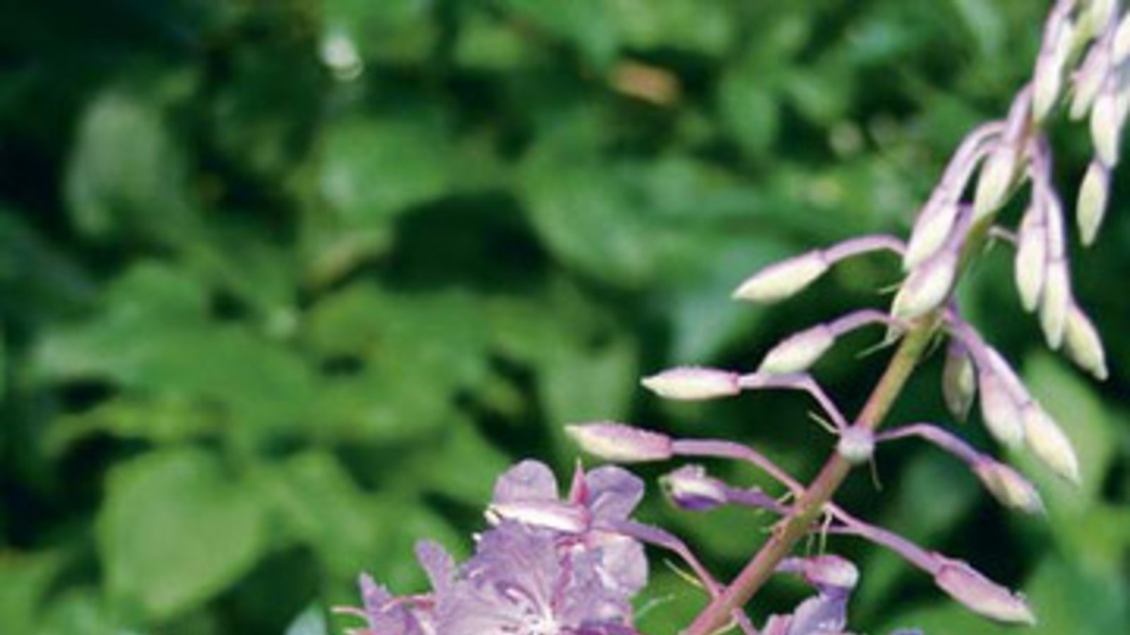 Robuste Schönheit: das Weidenröschen. Foto: Rücker