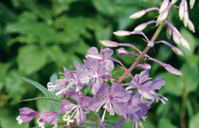 Robuste Schönheit: das Weidenröschen. Foto: Rücker