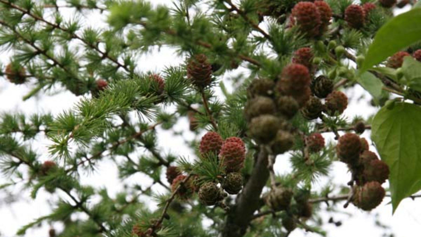 Unser sommergrüner Nadelbaum. Foto: Rücker