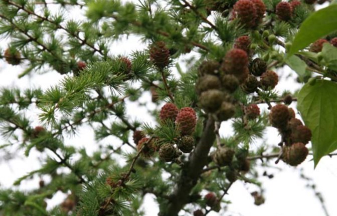 Unser sommergrüner Nadelbaum. Foto: Rücker