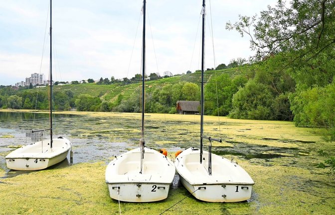Auch die Segler haben zunehmend Probleme mit den vielen Wasserpflanzen im Max-Eyth-See.<span class='image-autor'>Foto: Andreas Rosar</span>
