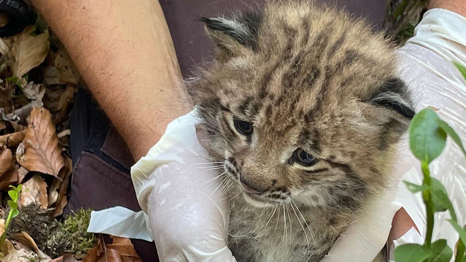 Die selbst gerade erst zwei Jahre alte Luchsin Elisabeth hat einen jungen Luchs zur Welt gebracht.Foto: Forstliche Versuchs-und Forschun Die selbst gerade erst zwei Jahre alte Luchsin Elisabeth hat einen jungen Luchs zur Welt gebracht.Foto: Forstliche Versuchs-und Forschun
