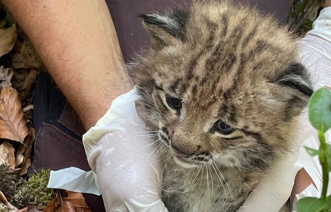 Die selbst gerade erst zwei Jahre alte Luchsin Elisabeth hat einen jungen Luchs zur Welt gebracht.<span class='image-autor'>Foto: Forstliche Versuchs-und Forschun</span>