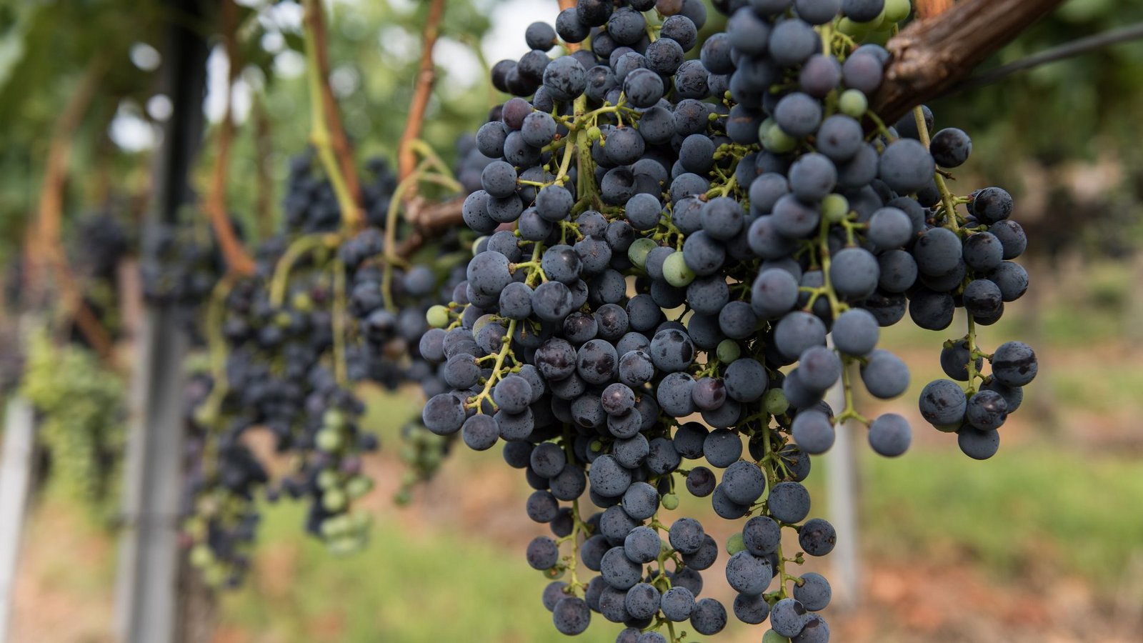 Die Merlot-Anbaufläche ist 2025 gegen den Trend gewachsen. (Symbolbild)Foto: Patrick Seeger/dpa