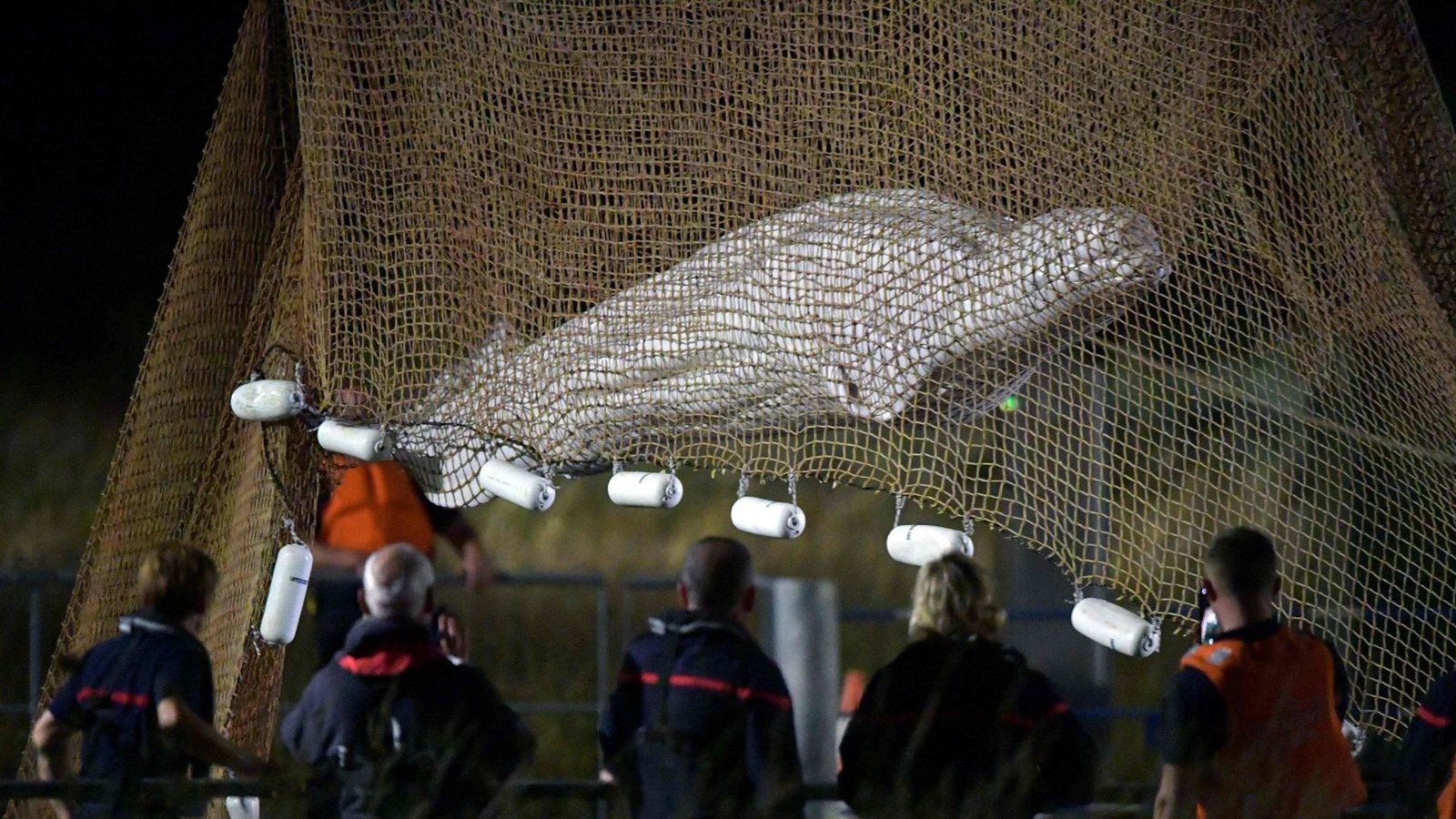 In einem mit Stahlketten gesicherten Netz schwebt der Belugawal über der Seine.Foto: AFP/JEAN-FRANCOIS MONIER