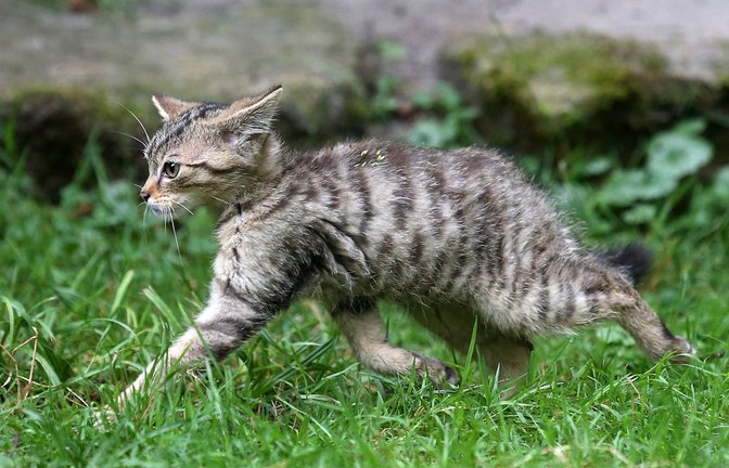 Junge Wildkatze im Wildparadies Tripsdril.(Symbolbild)<span class='image-autor'>Foto: Avanti/Ralf Poller/Avanti/Ralf Poller</span>