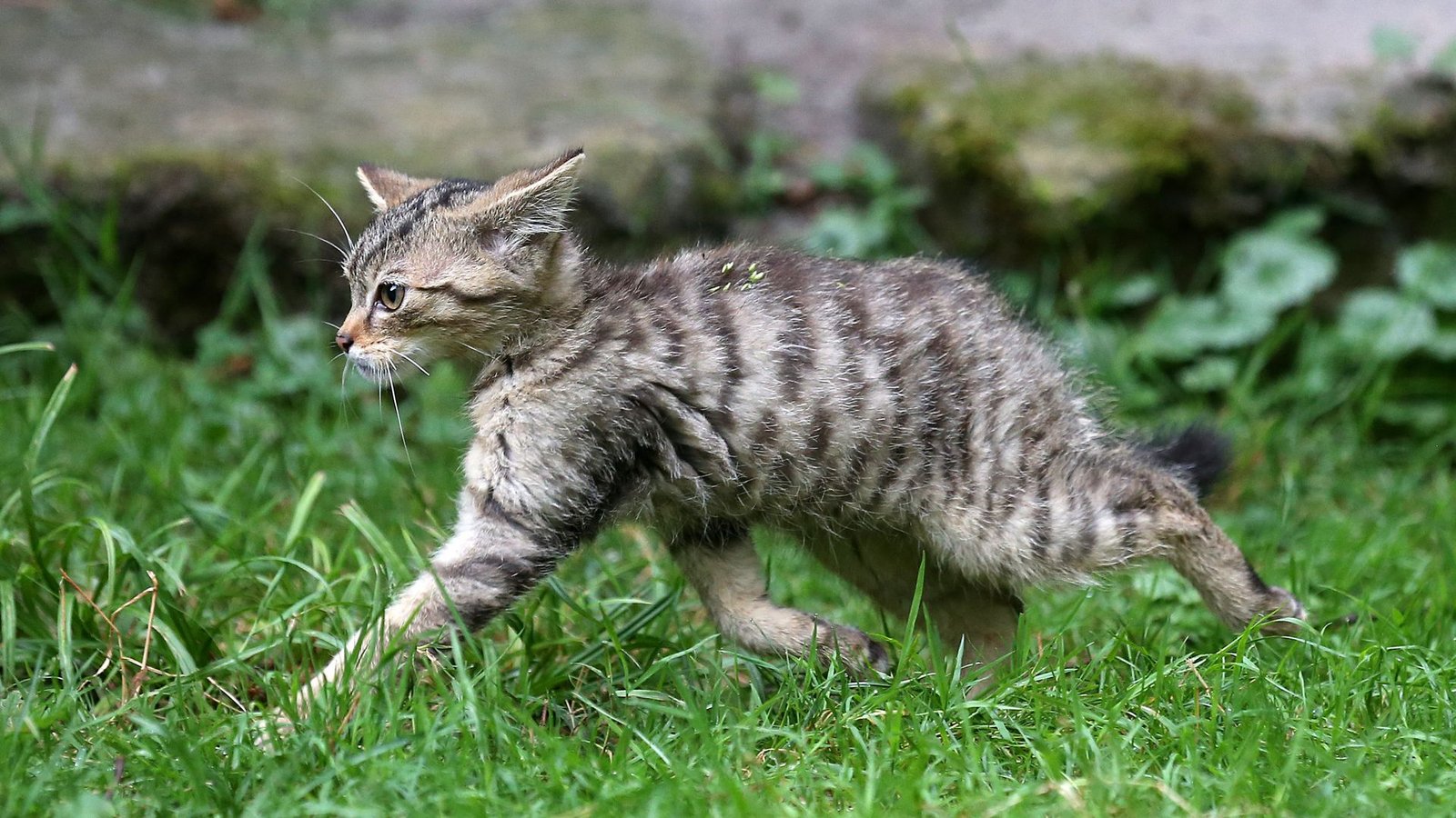 Junge Wildkatze im Wildparadies Tripsdril.(Symbolbild)Foto: Avanti/Ralf Poller/Avanti/Ralf Poller Junge Wildkatze im Wildparadies Tripsdril.(Symbolbild)Foto: Avanti/Ralf Poller/Avanti/Ralf Poller